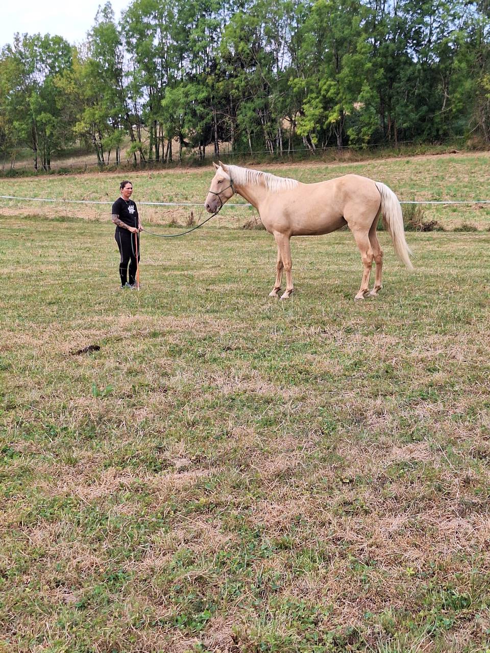 Hongre OC 3 ans, palomino