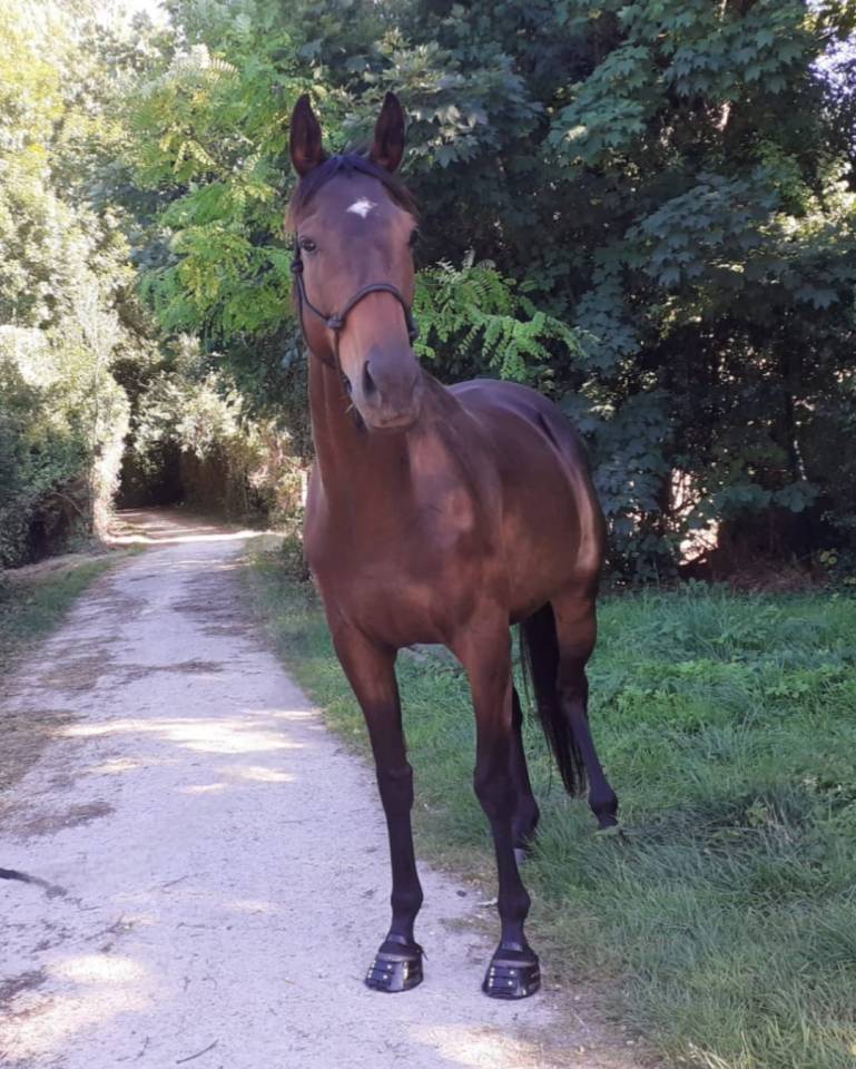 Dp cheval pour balade