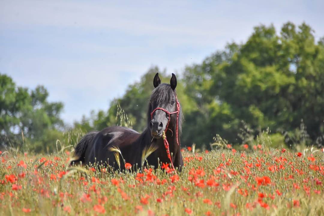 Levannte al Alsan - Étalon pur sang arabe noir 