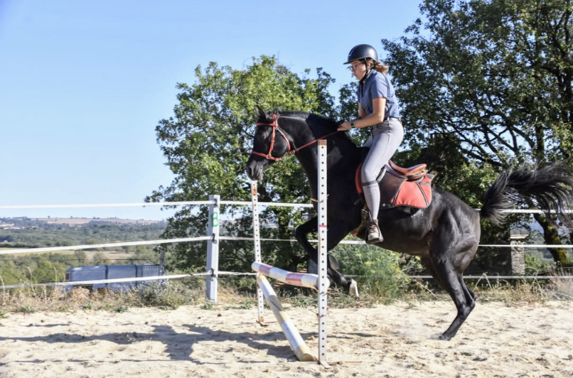 Levannte al Alsan - Étalon pur sang arabe noir 