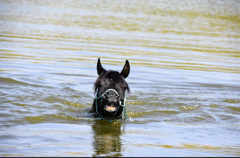 Levannte al Alsan - Étalon pur sang arabe noir 