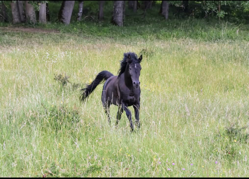 Levannte al Alsan - Étalon pur sang arabe noir 