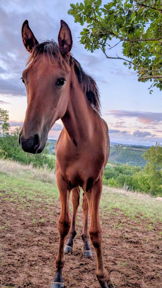 Superbe poulain Hispano Arabe 