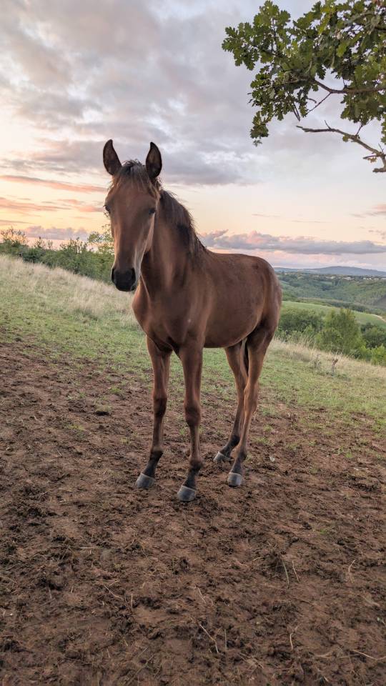 Superbe poulain Hispano Arabe 