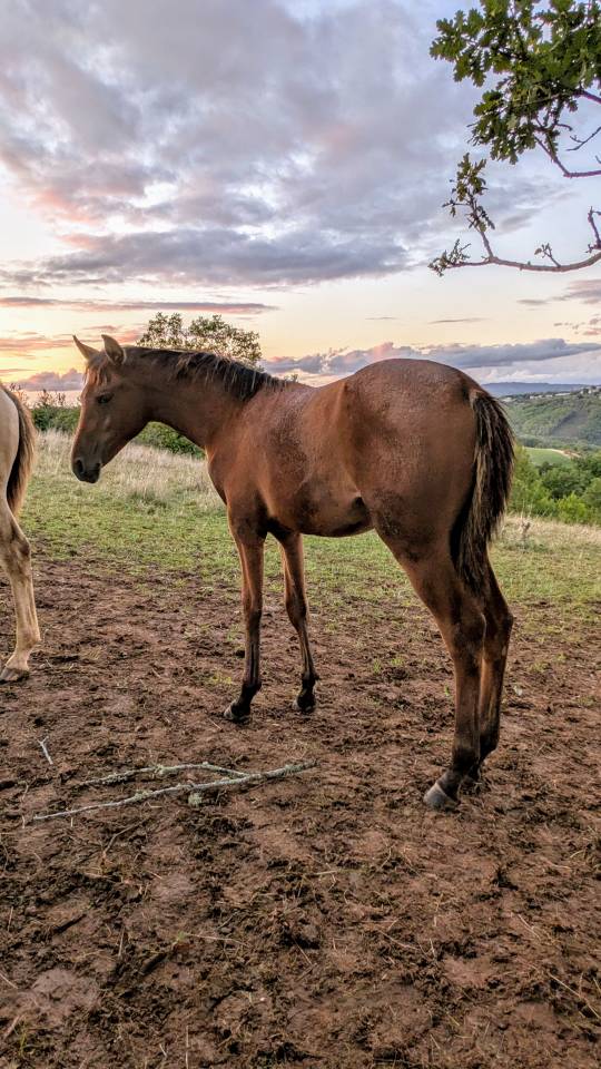Superbe poulain Hispano Arabe 