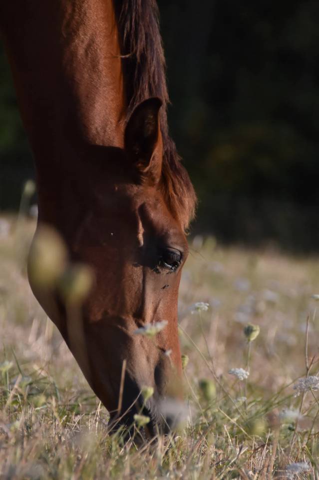 Superbe poulain Hispano Arabe 