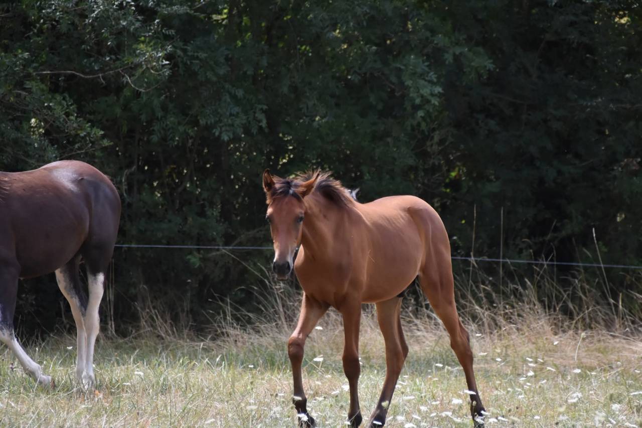Superbe poulain Hispano Arabe 