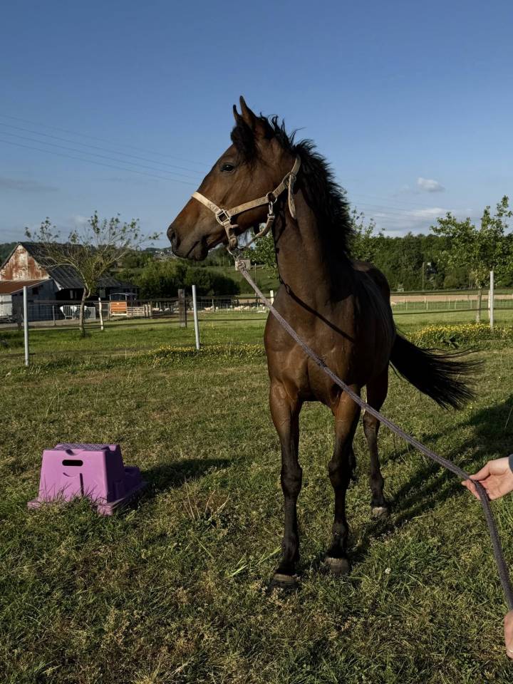 Petit cheval de loisir