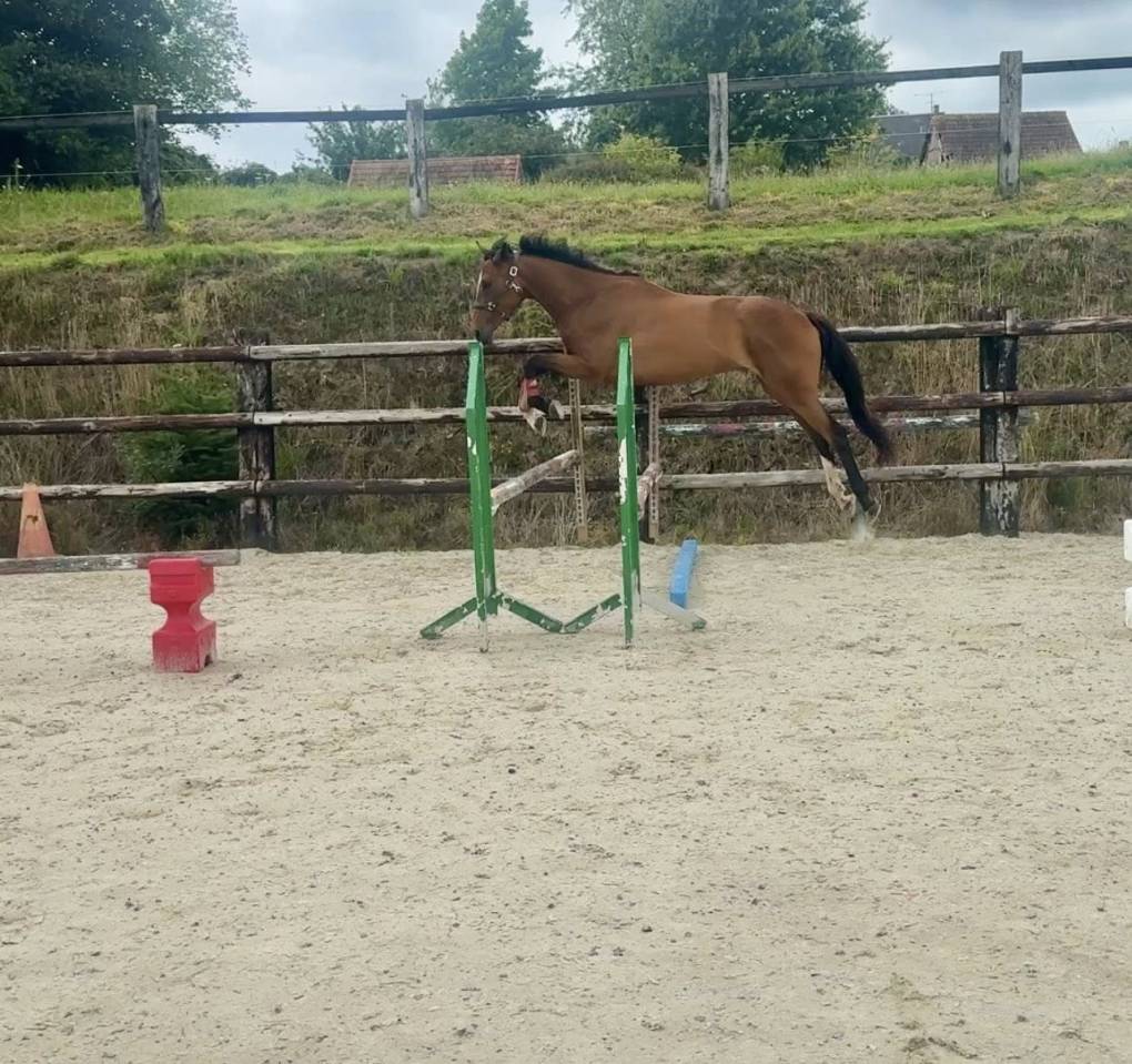 Cheval pour loisir CSO/Randonnée