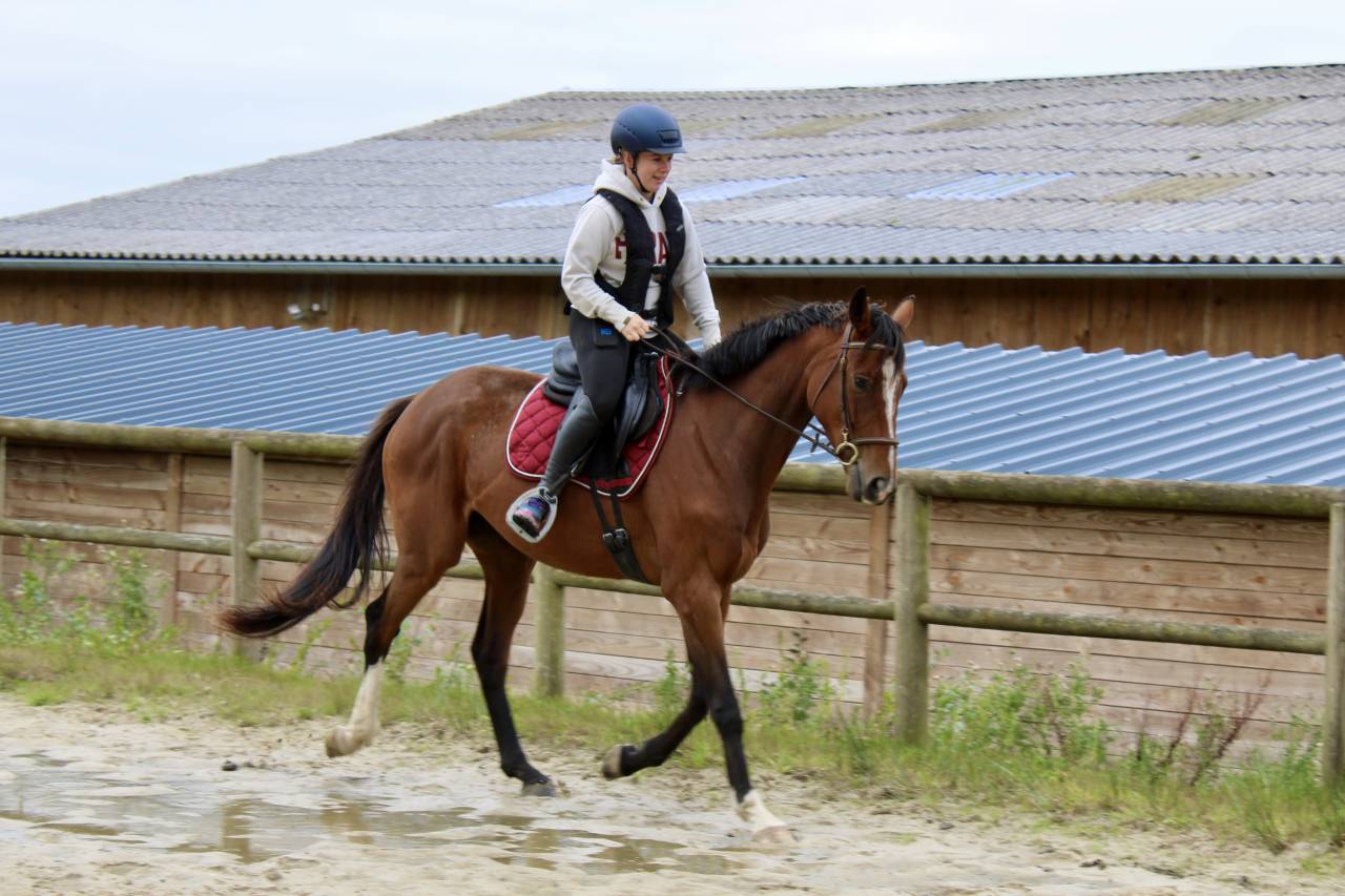Cheval pour loisir CSO/Randonnée