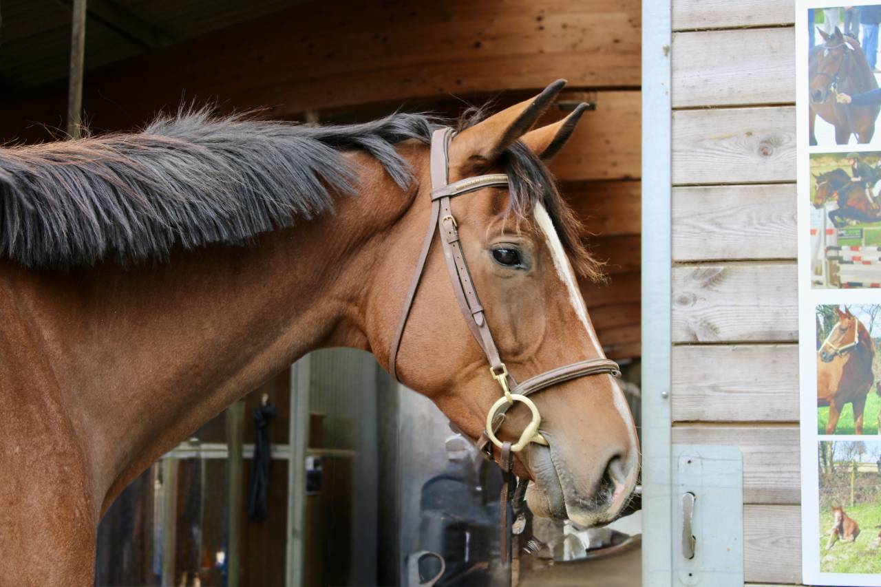 Cheval pour loisir CSO/Randonnée