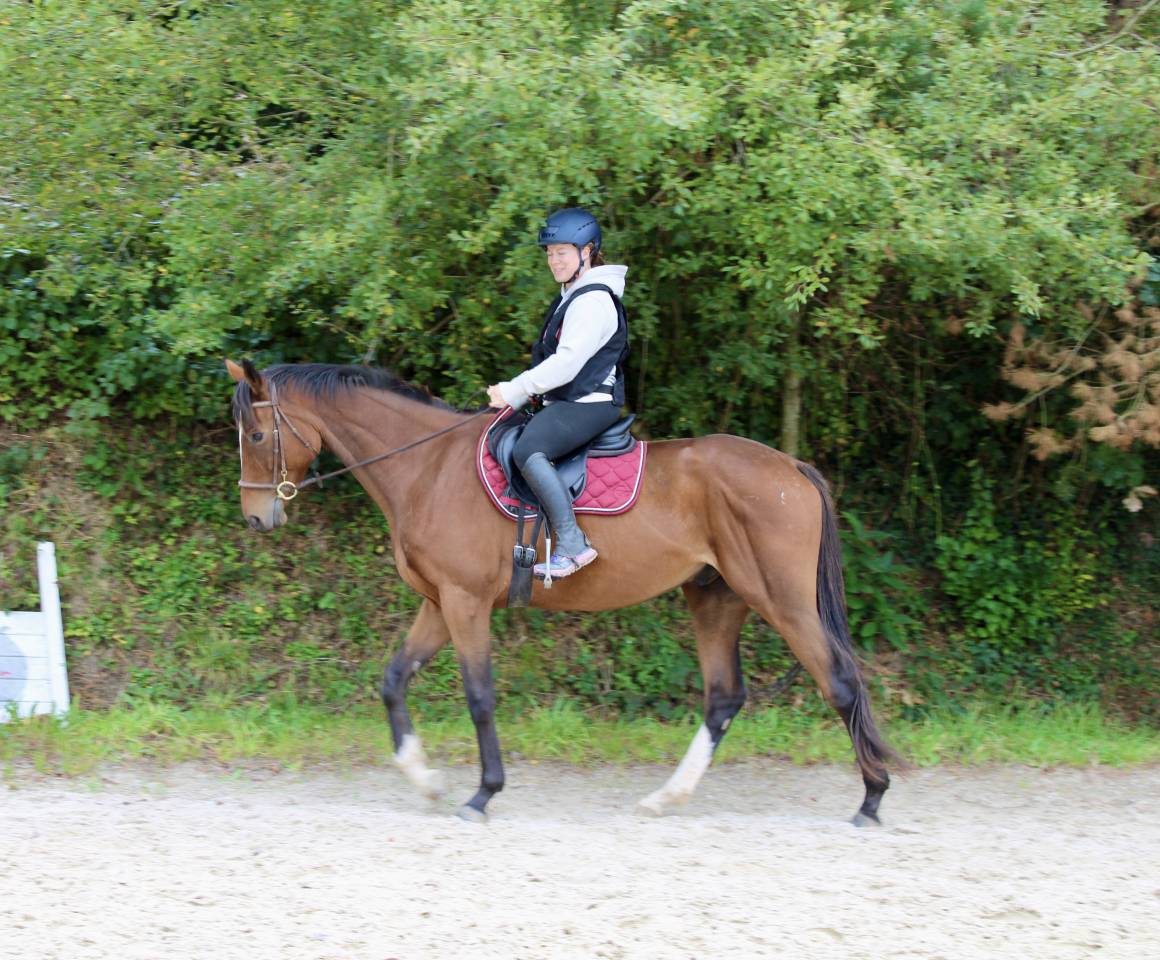 Cheval pour loisir CSO/Randonnée