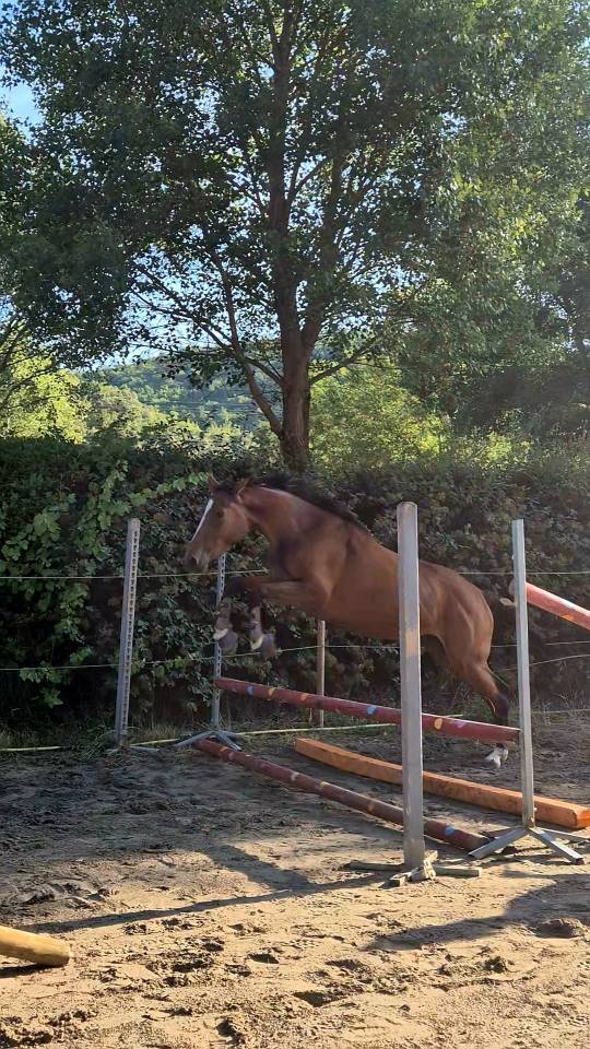 Jolie jument sport / loisir 