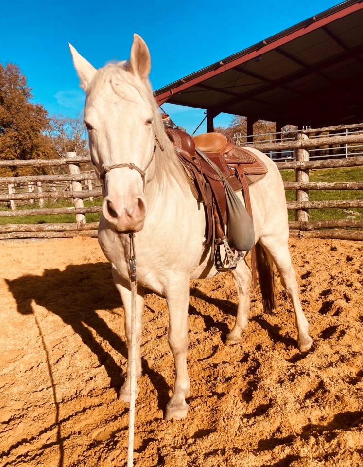 AV HONGRE PRE OC - 11 ans - Crème - 3 500€ (à négocier)