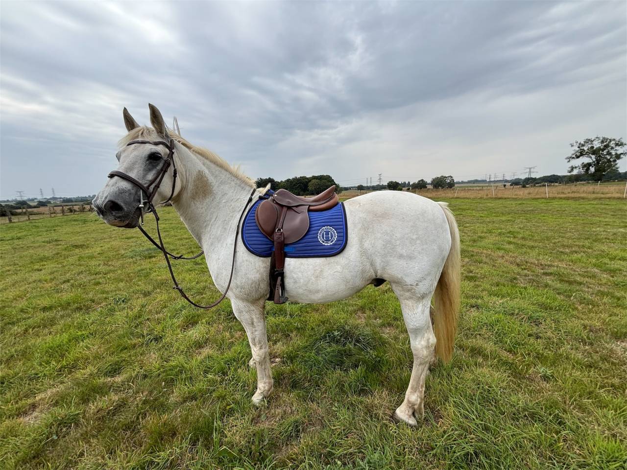 Cheval à vendre 