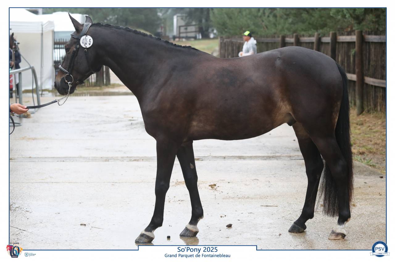 PFS hongre 5 ans cso