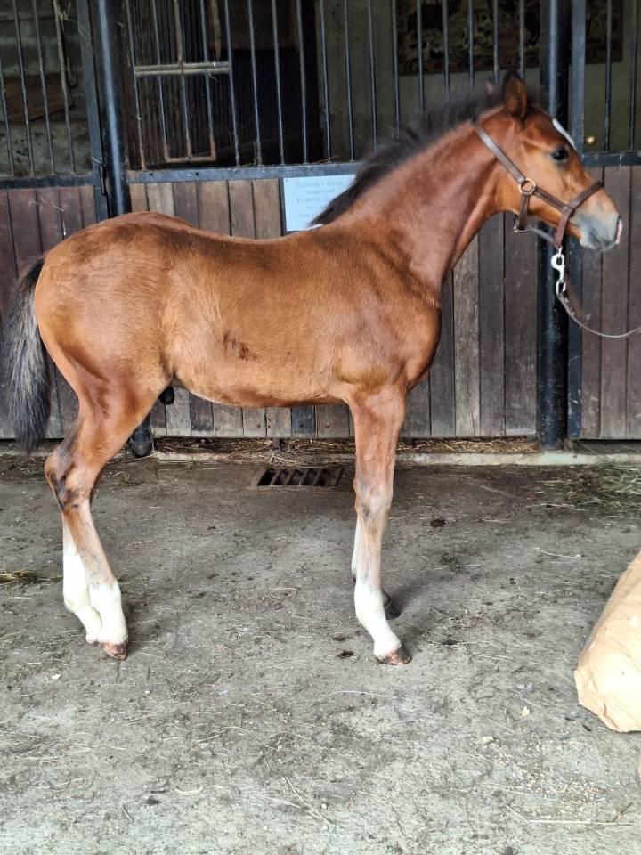 Poulain poney PFS taille D