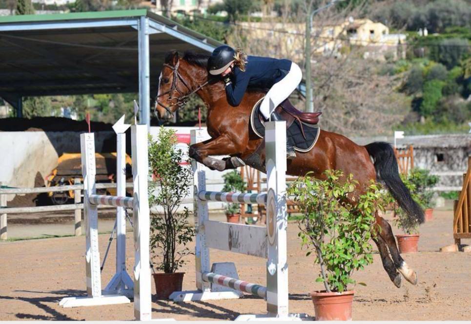 Poulain poney PFS taille D