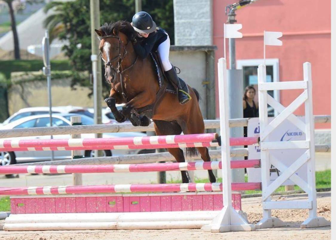 Poulain poney PFS taille D