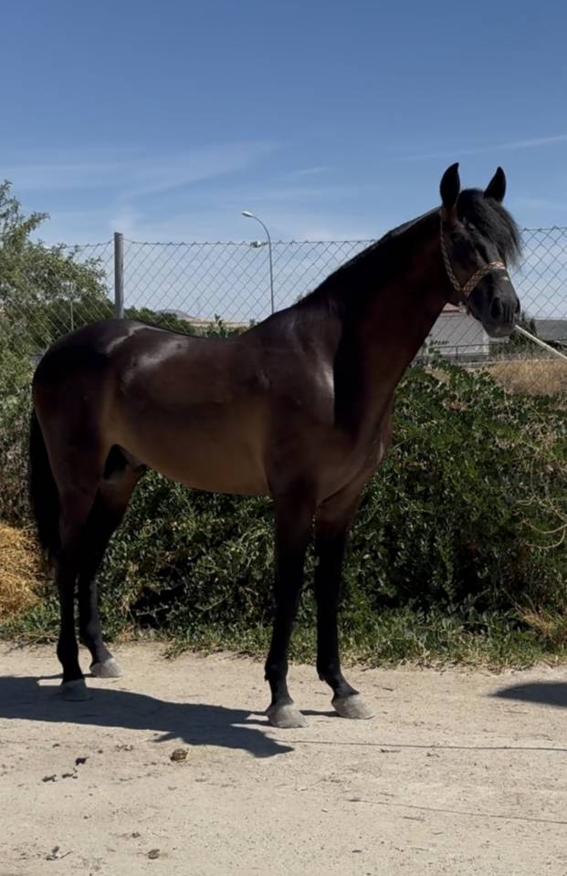 À vendre - Jeune Cheval Espagnol 