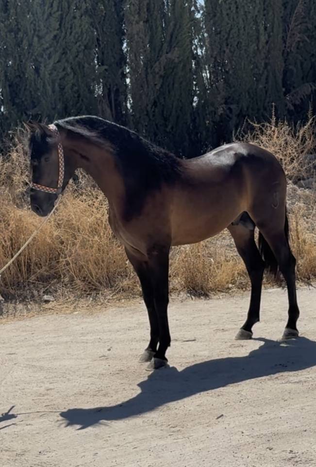 À vendre - Jeune Cheval Espagnol 