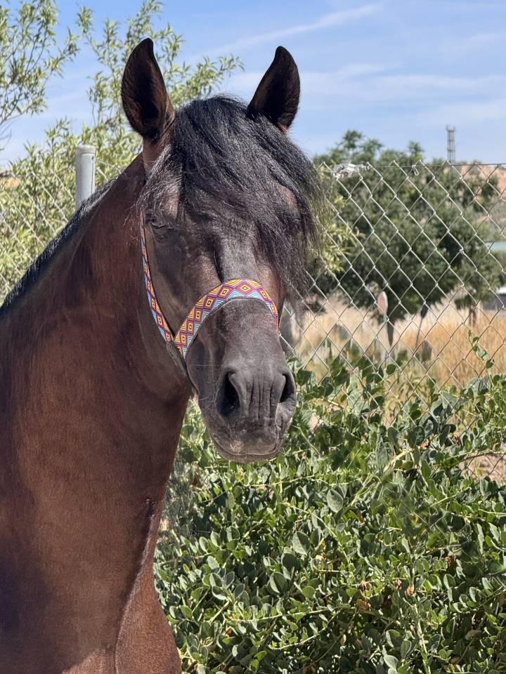 À vendre - Jeune Cheval Espagnol 