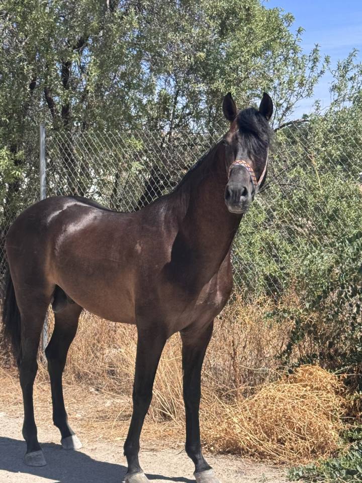 À vendre - Jeune Cheval Espagnol 