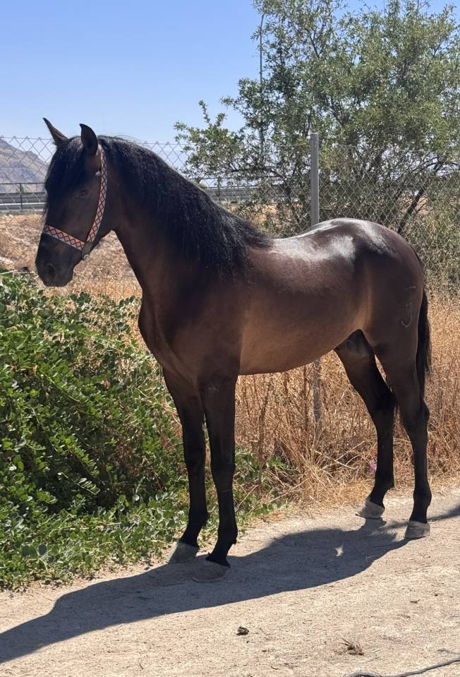 À vendre - Jeune Cheval Espagnol 