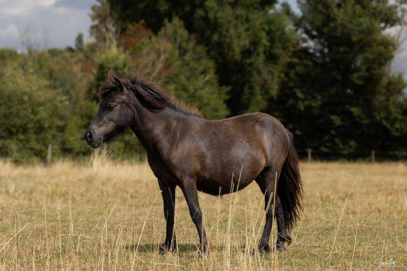 Pouliche 1 an Shetland PP