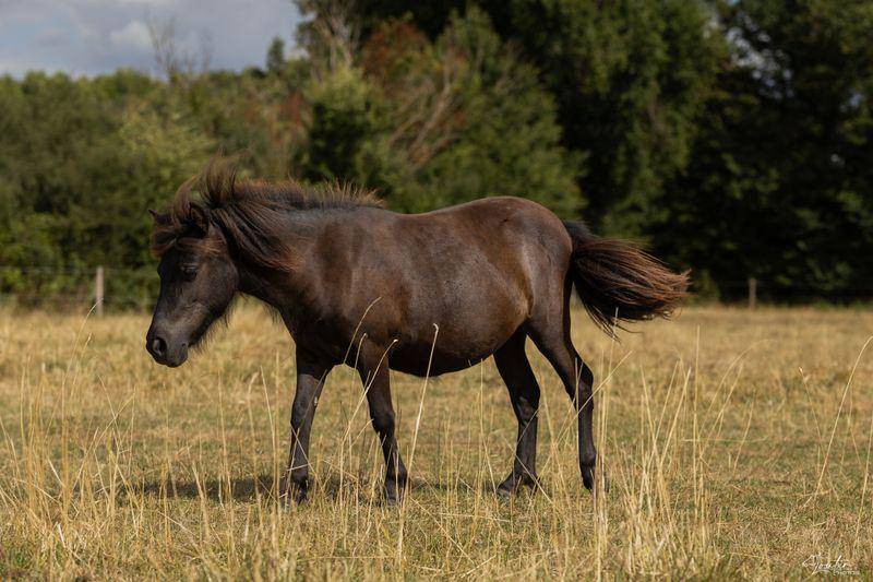 Pouliche 1 an Shetland PP