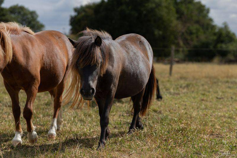 Pouliche 1 an Shetland PP