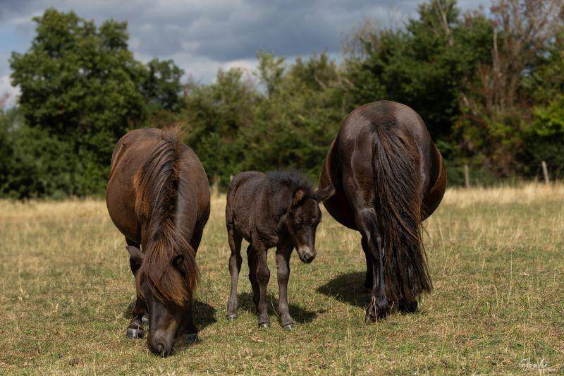 Pouliche 1 an Shetland PP