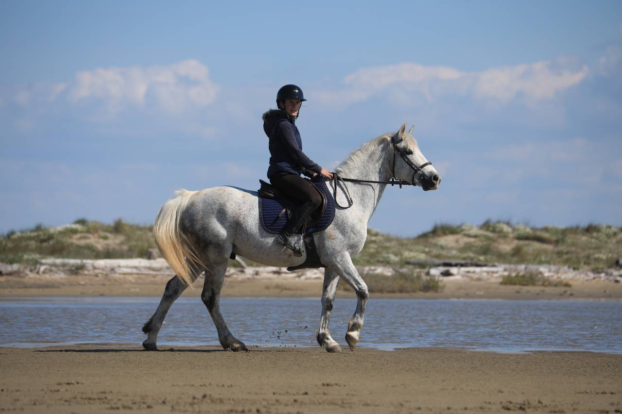 Poney Connemara 6 ans 