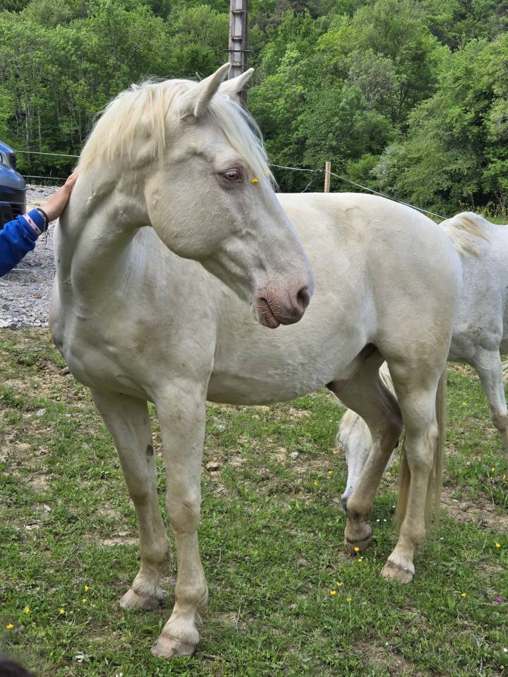 VENDS BURDY HONGRE CREME 15 ANS