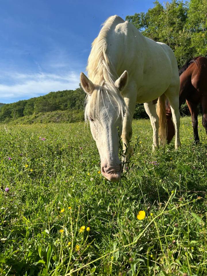 VENDS BURDY HONGRE CREME 15 ANS