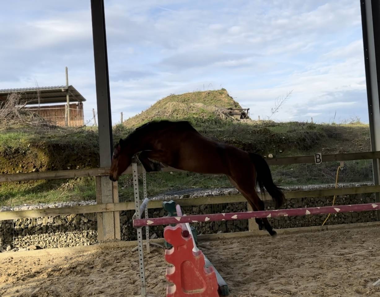 Jument SF pour loisir ou poulinière 