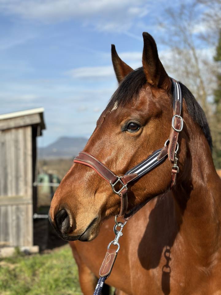 Jument SF pour loisir ou poulinière 