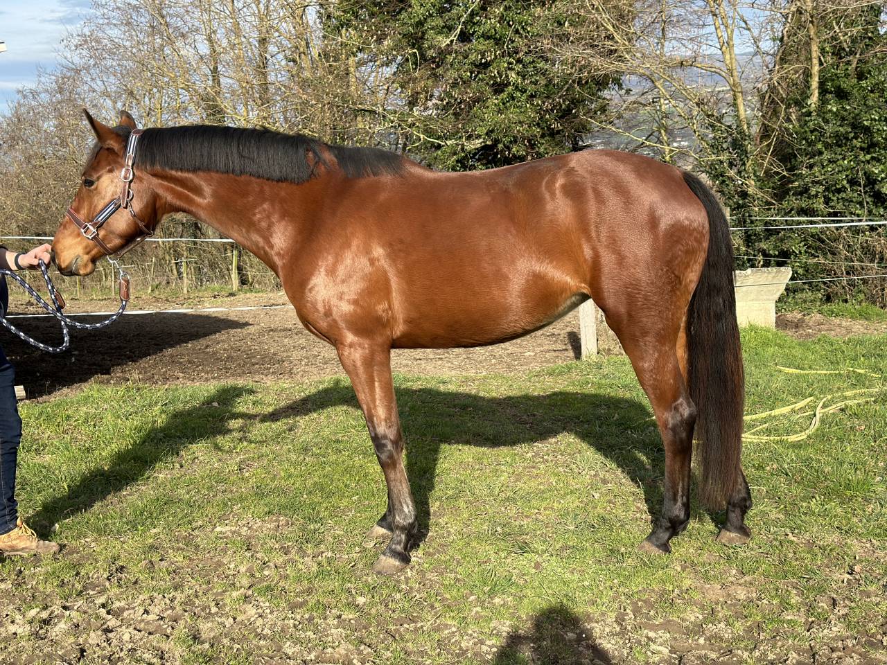 Jument SF pour loisir ou poulinière 