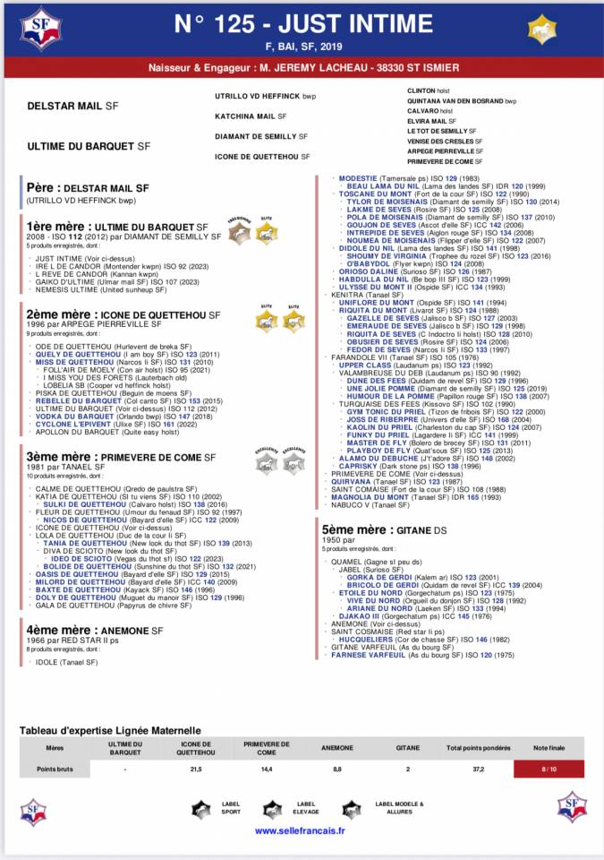 Jument SF pour loisir ou poulinière 