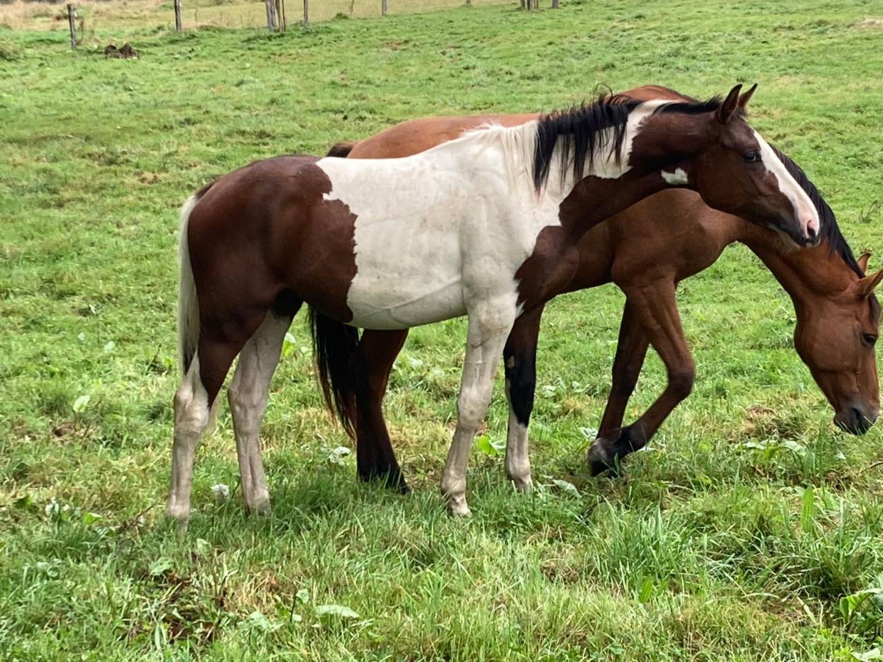 Étalon zangersheide de 1 an à valoriser 