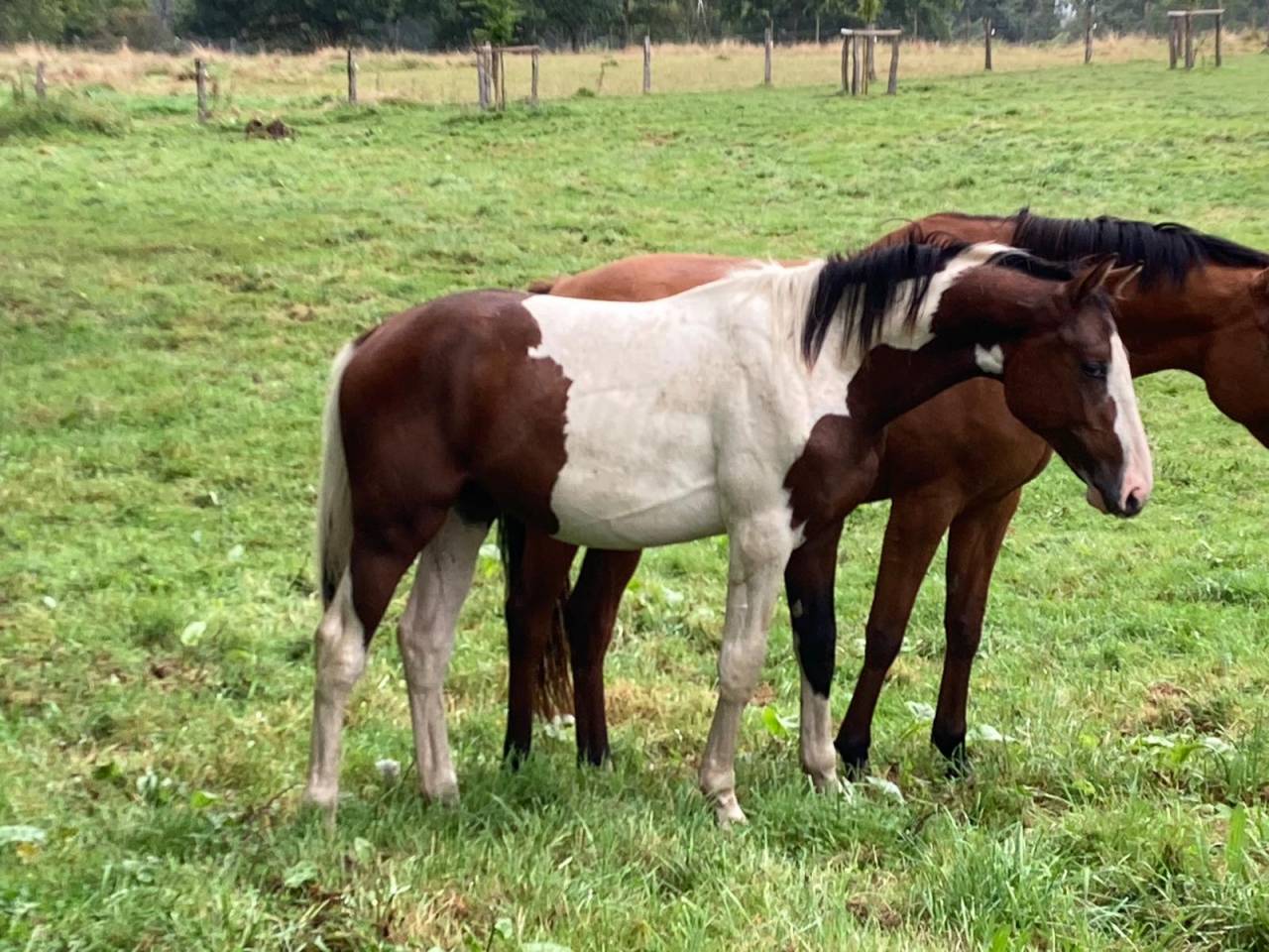 Étalon zangersheide de 1 an à valoriser 