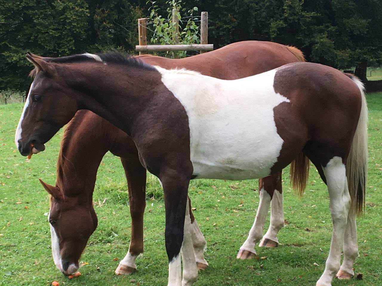 Étalon zangersheide de 1 an à valoriser 