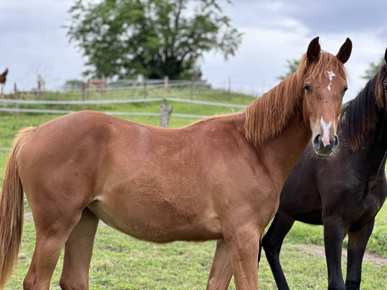 Jument SF 2 ans united sunheup x diamant