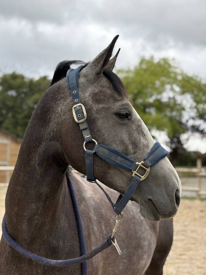 CHEVAL SBS 5 ans 
