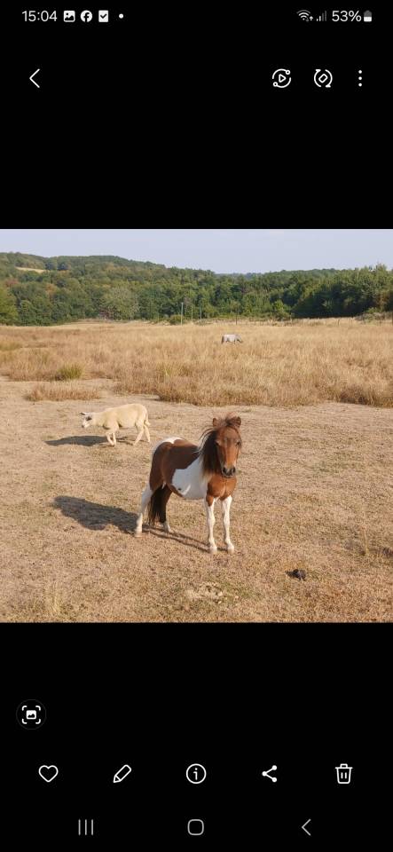Cheval miniature OC 1an½
