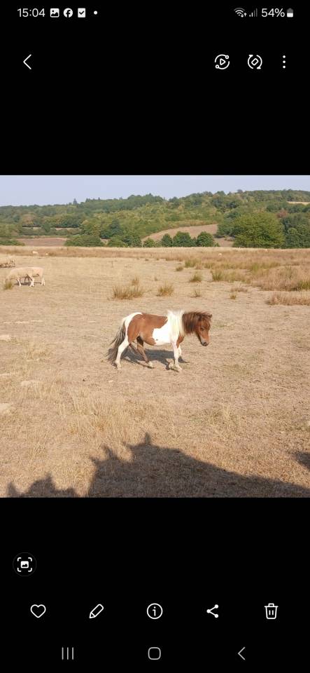 Cheval miniature OC 1an½ 75cm