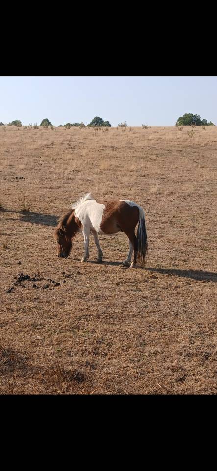 Cheval miniature OC 1an½ 75cm