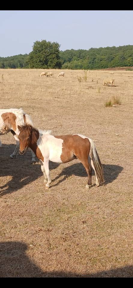 Cheval miniature OC 1an½ 75cm