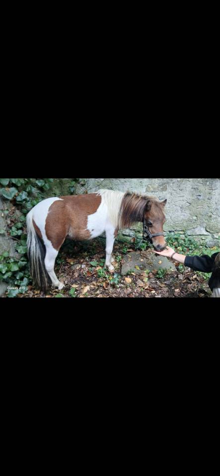 Cheval miniature OC 1an½ 75cm