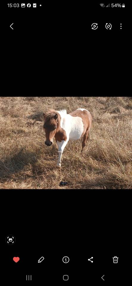 Cheval miniature OC 1an½ 75cm